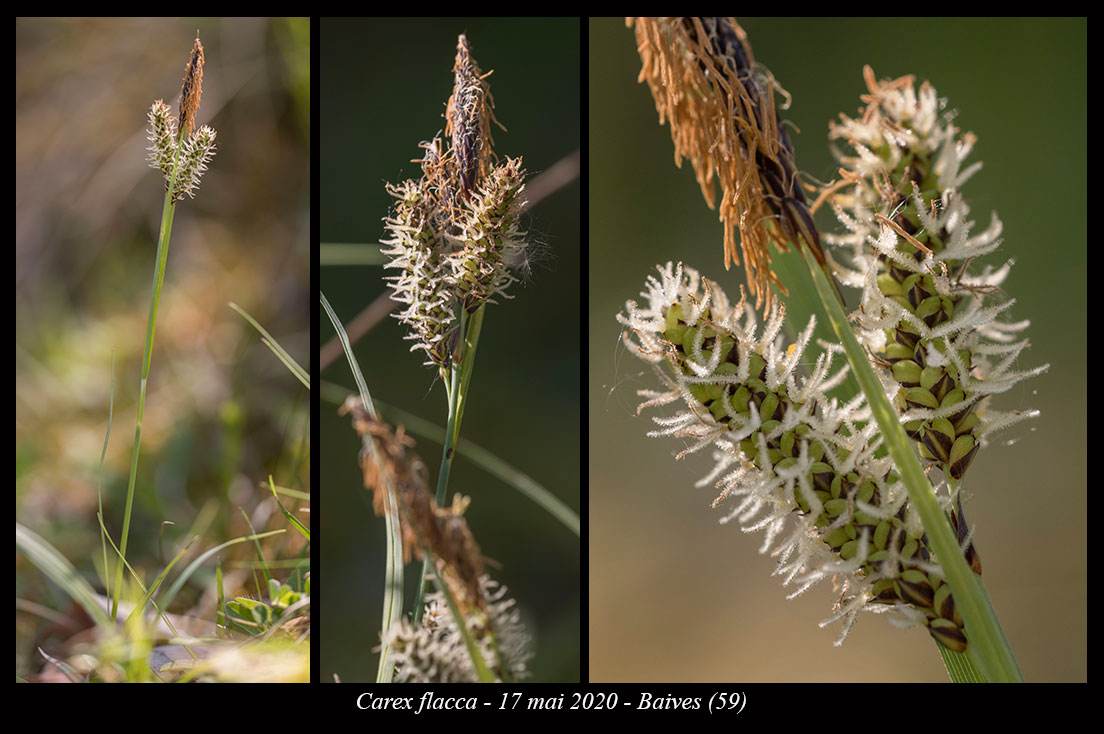Carex flacca